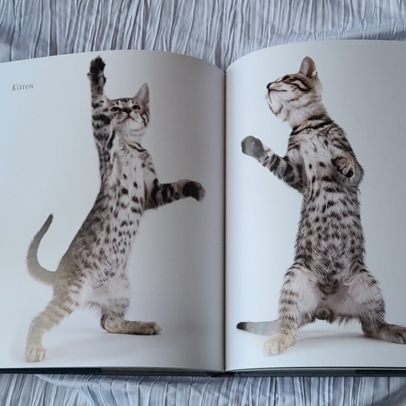 Book "Shelter Cats" by Michael Kloth - Picture 6 of 12